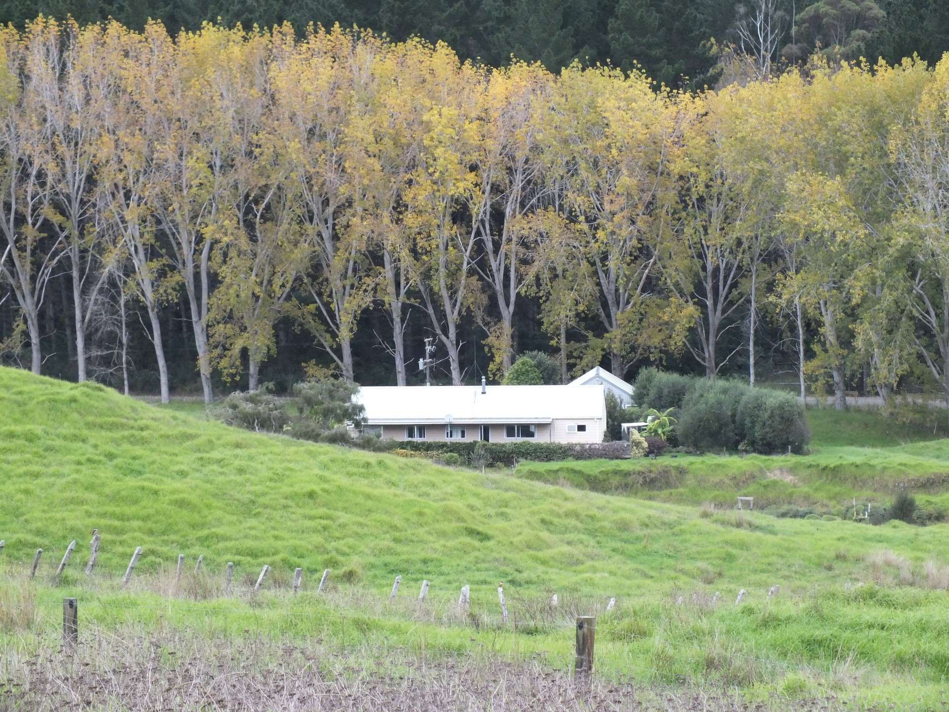 1884 Tangowahine Valley Road Dargaville Surrounds_0