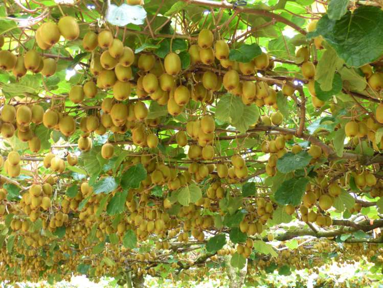 1335a No 3 Road Te Puke_0