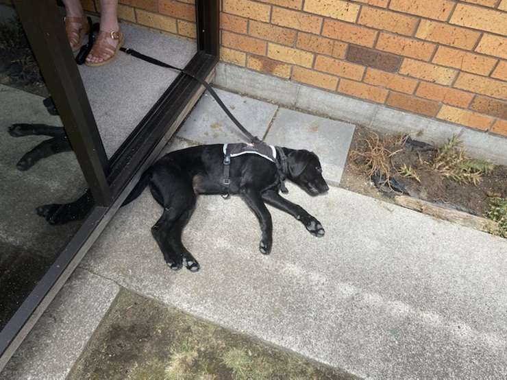 More than a dozen people and a guide dog crowded into the backyard to watch the Monowai Street auction. Photo / OneRoof