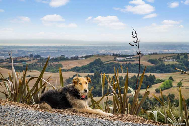 2/104c Fausett Road Ararimu_29