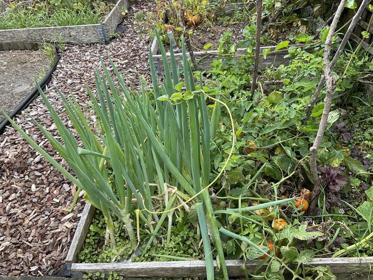 2/74 Cambridge Terrace Waterloo_10