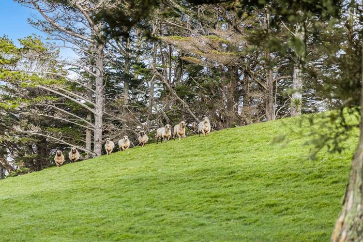 140 Dill Road Kaipara Flats_40