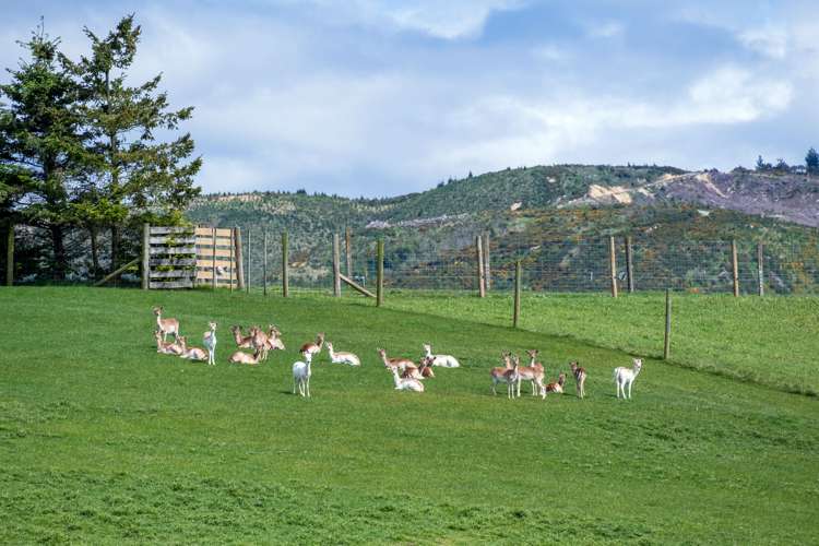 282 Woodside Road Geraldine_12