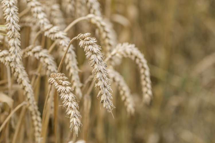 337 Reynolds Road Methven_6