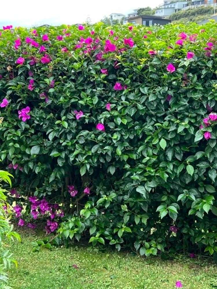 19 Banks Boulevard Whitby_18