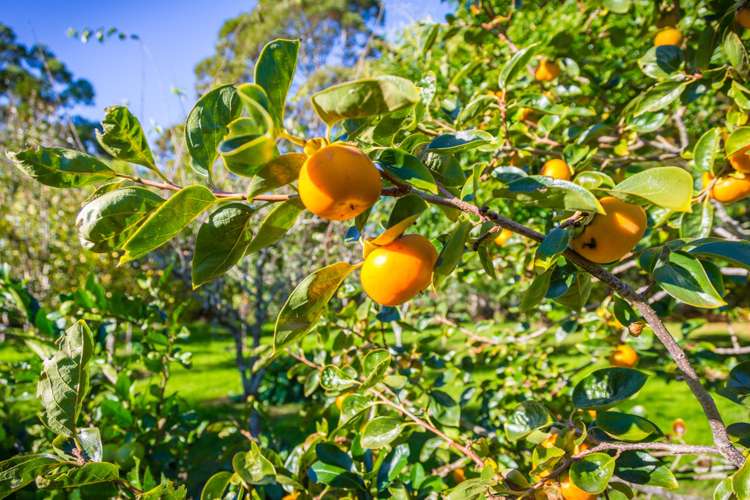 198 Cames Road Mangawhai_20