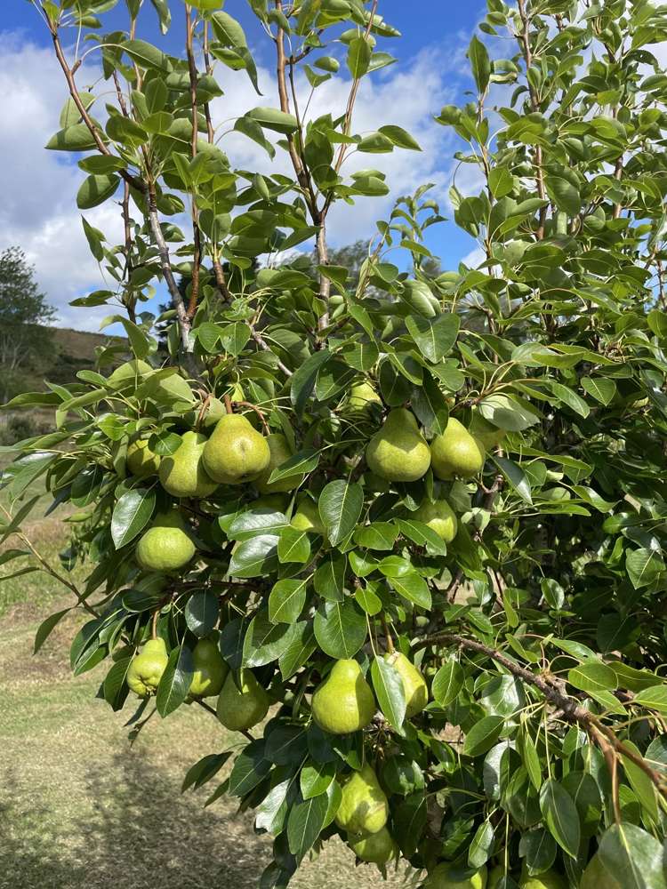 852 Oneriri Road Kaiwaka_26