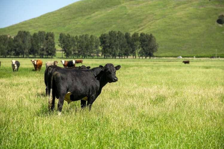 1343 Wharerata Road Muriwai_12