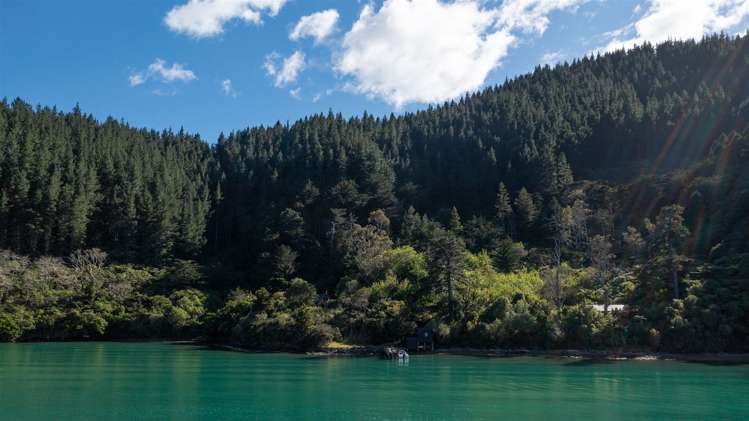 Little Nikau Bay Kenepuru Sound_29