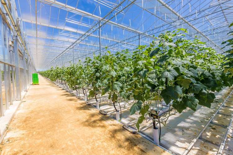 379 Razorback Road Pokeno_11