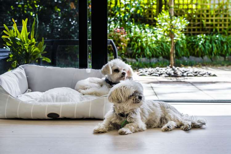 4/163 Victoria Avenue Remuera_8