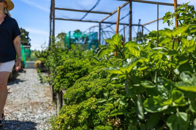 96 Eaves Bush Parade Orewa_32