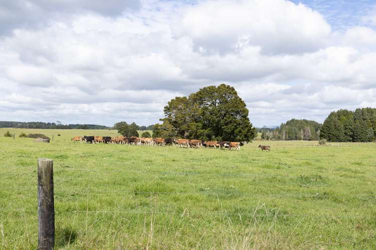 503 Puhipuhi Road Whakapara_15