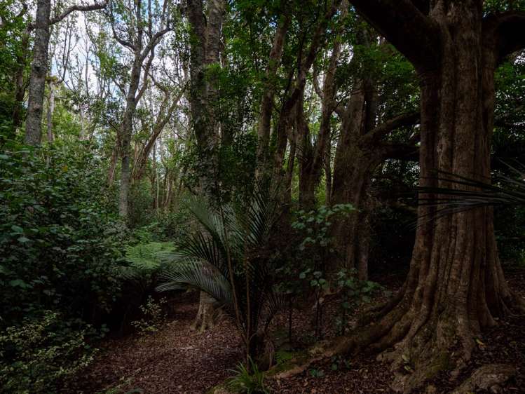 153 Showground Road Waimate North_36