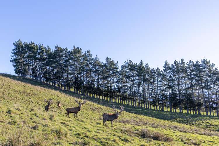 1527 Wakarara Road Ongaonga_7