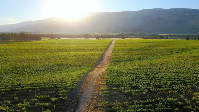 Auction Notice: Established Vineyard Must Go!