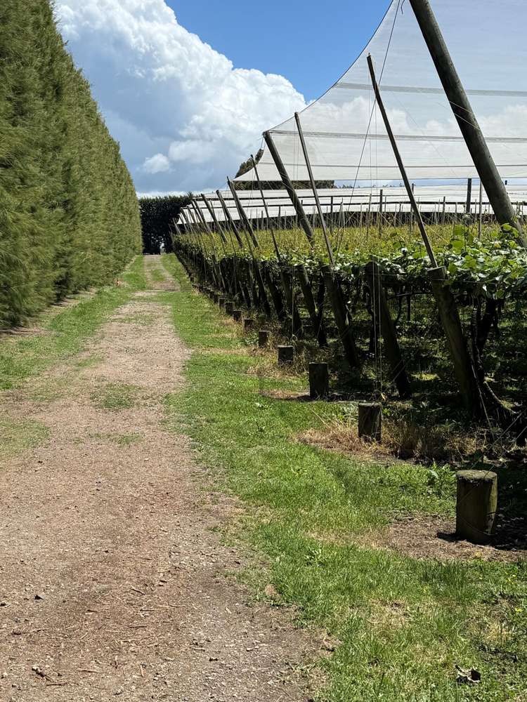 80 Roydon Downs Road Paengaroa_12