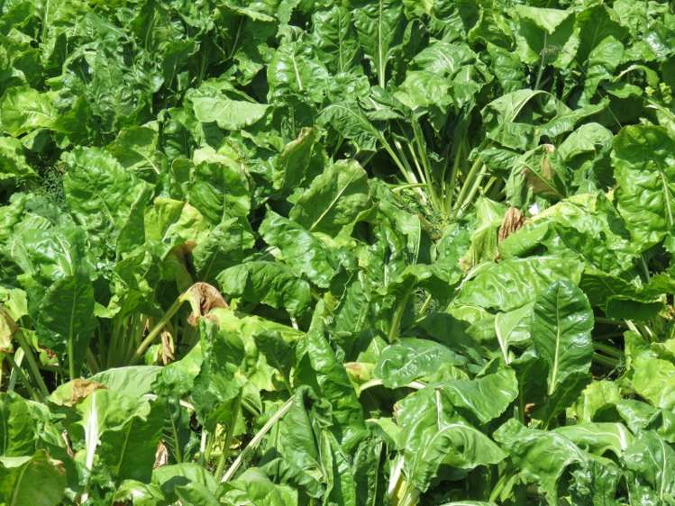 30 Griffiths Road Huntingdon_9