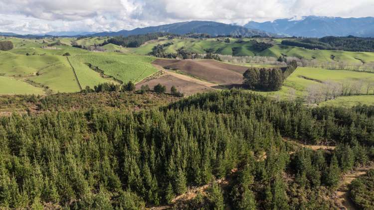 441 Waiwhero Road Ngatimoti_41