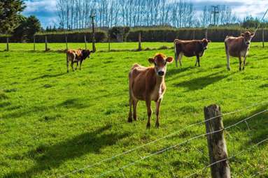 Lot 4 Tauraroa Road_3