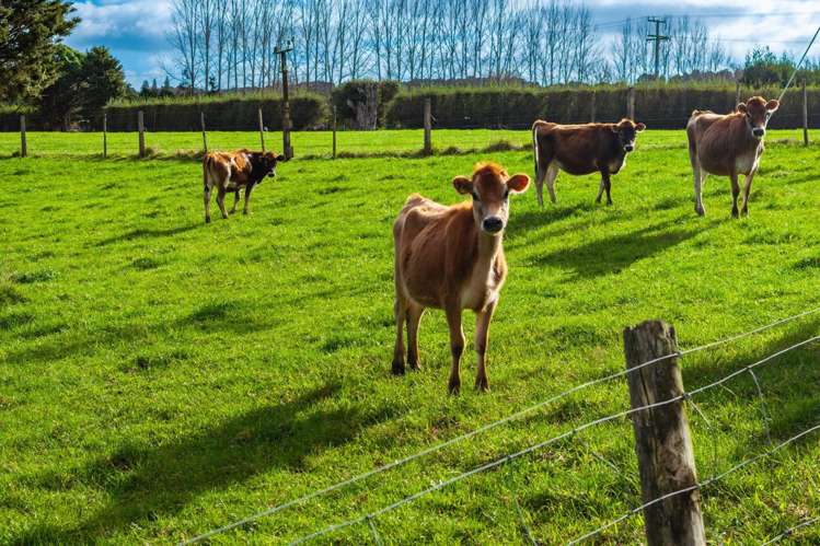 348 Tauraroa Road Maungakaramea_1