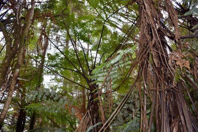 Lot 4/131B Paul Road Tairua_4