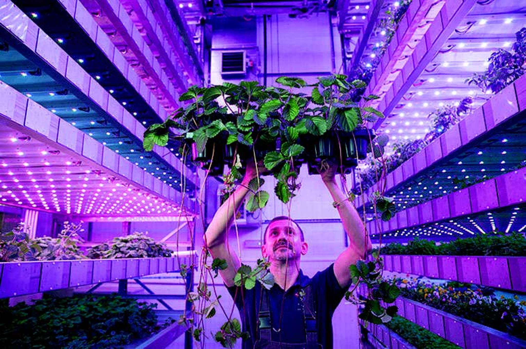 Vertical farming rises to feed world