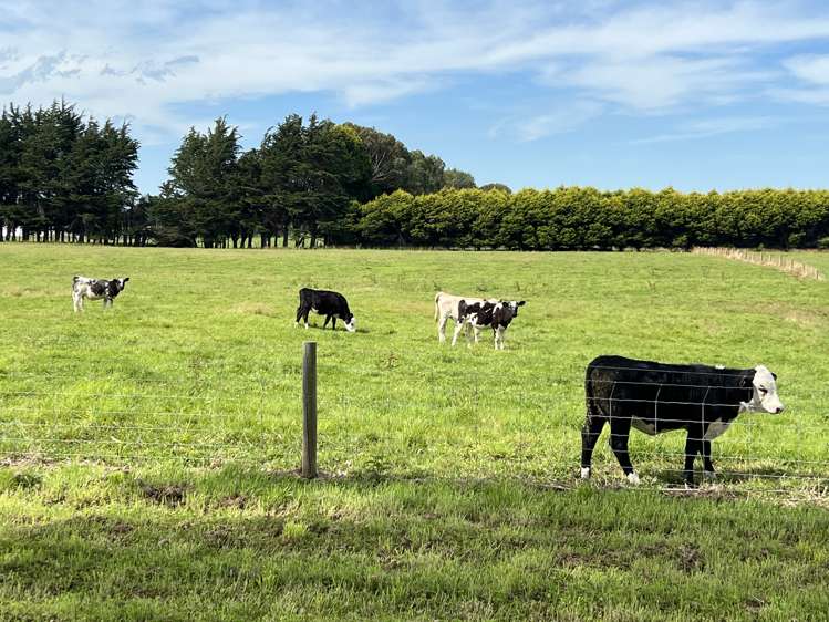 35 McKellar Road Seaward Bush_5