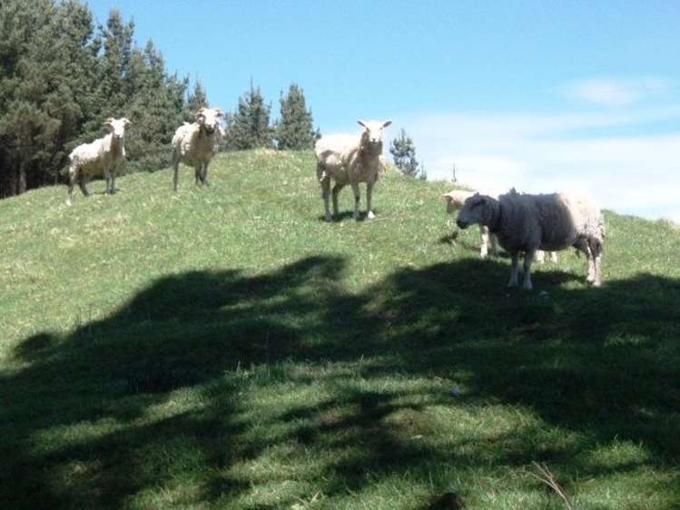 18 Kirk Street Matawai_23