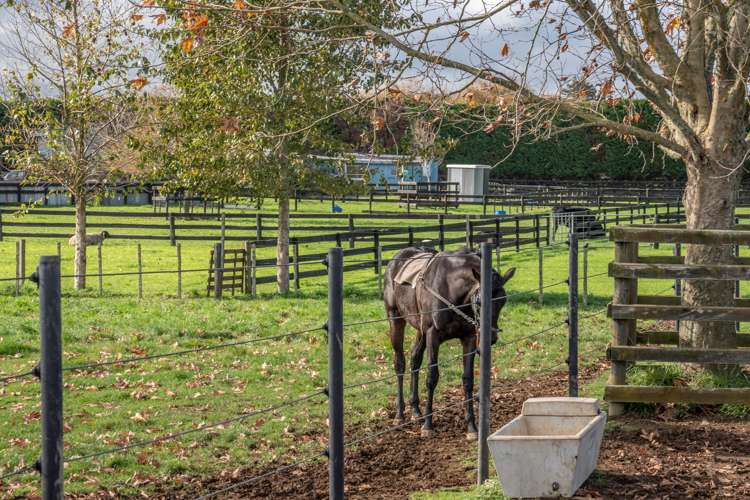 2/101 Racecourse Road Cambridge_17