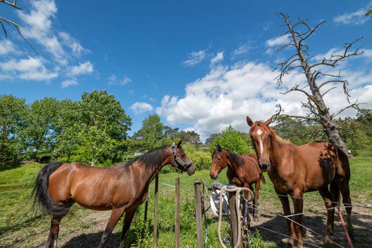 435 Pine Valley Road Dairy Flat_36