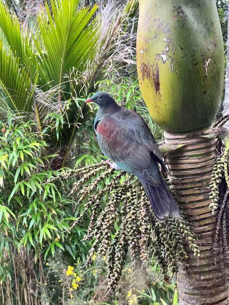 362 Wright Road Dairy Flat_12