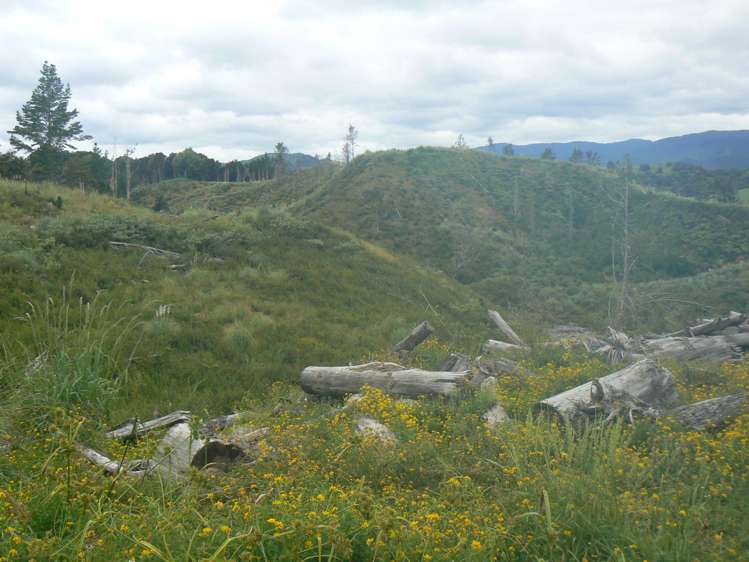 Mangatoetoe Road Kaitaia_6