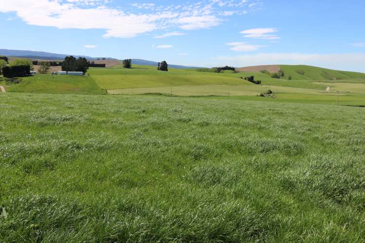 428 Wairuna Settlement Road Clinton and Surrounds_9