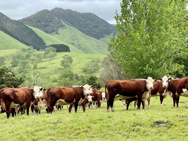 3688 State Highway 14 Tangiteroria_11