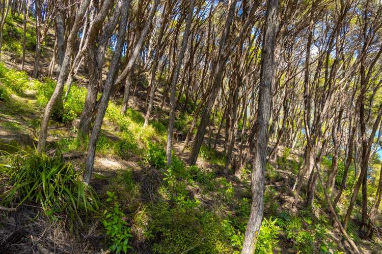 Curious Cove Curious Cove_15