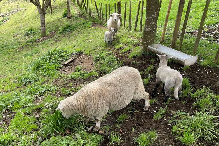 42 Owaikura Road Otorohanga_23