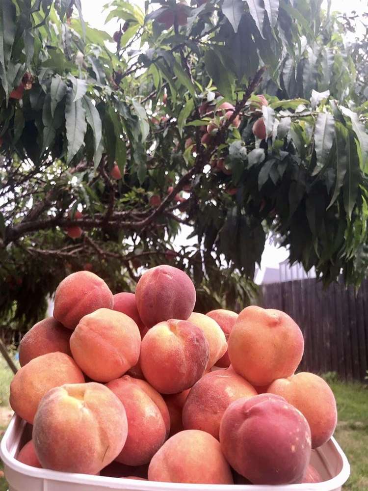 24 Date Crescent Aidanfield_26