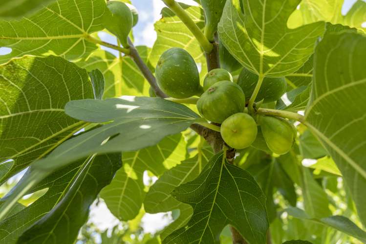 3 Te Karaka Drive Te Puna_20