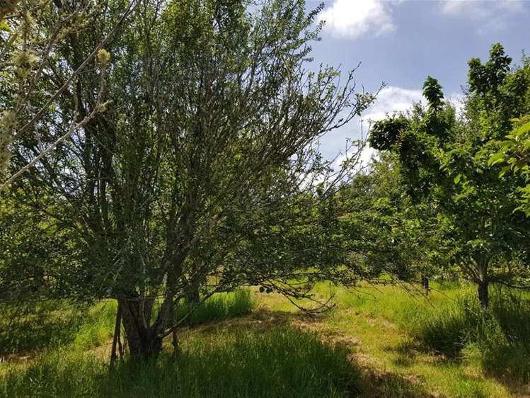 278 State Highway 12 Omapere_9