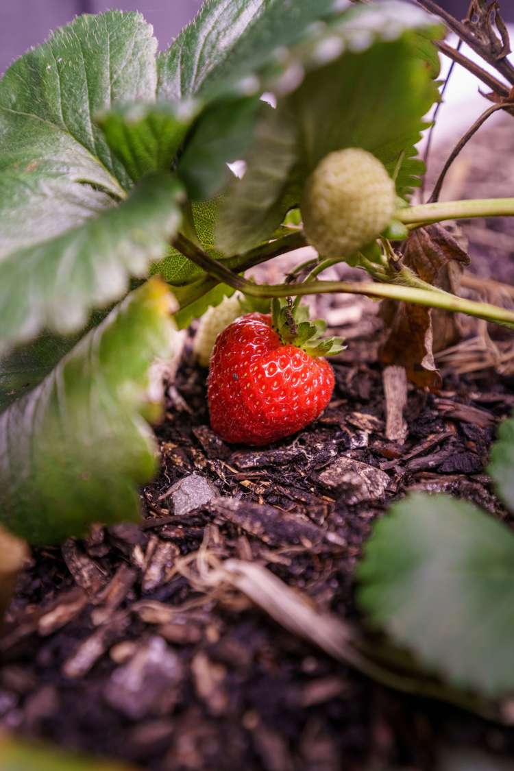 26 Jean Archie Drive Rolleston_25