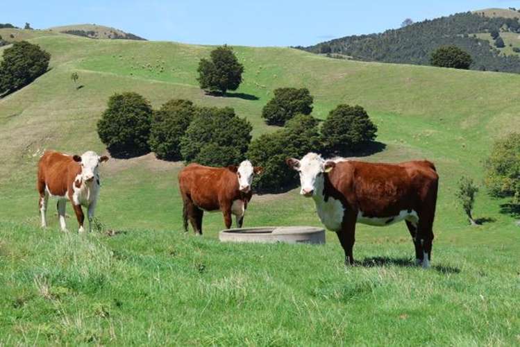 98 Millstream Road Dannevirke_9