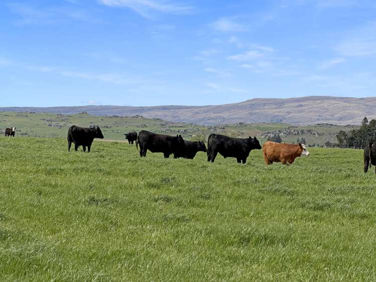 755-971 Linnburn Runs Road Paerau_19