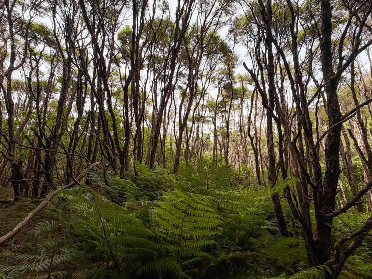 Kenepuru Head Marlborough Sounds_13