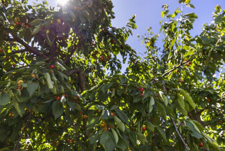 47 Achil Street Cromwell_10