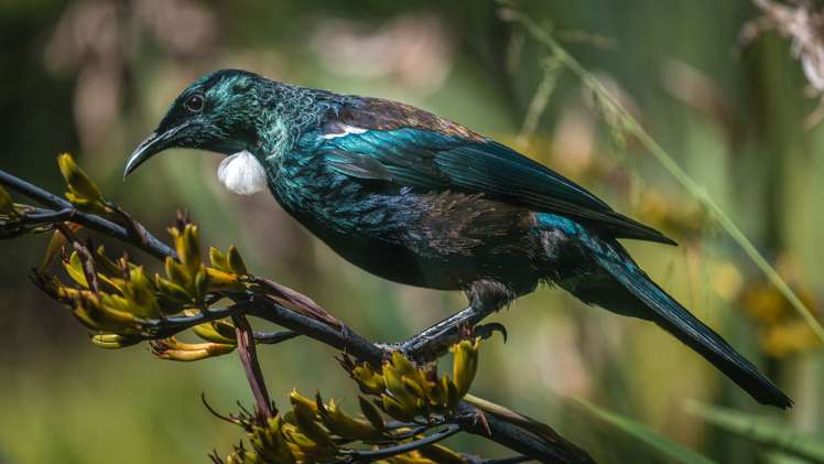 19 Hobson Terrace Onetangi_5