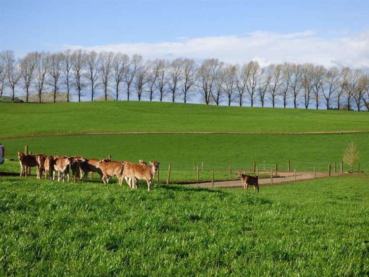 203/219 Paewhenua Road Maihiihi_13