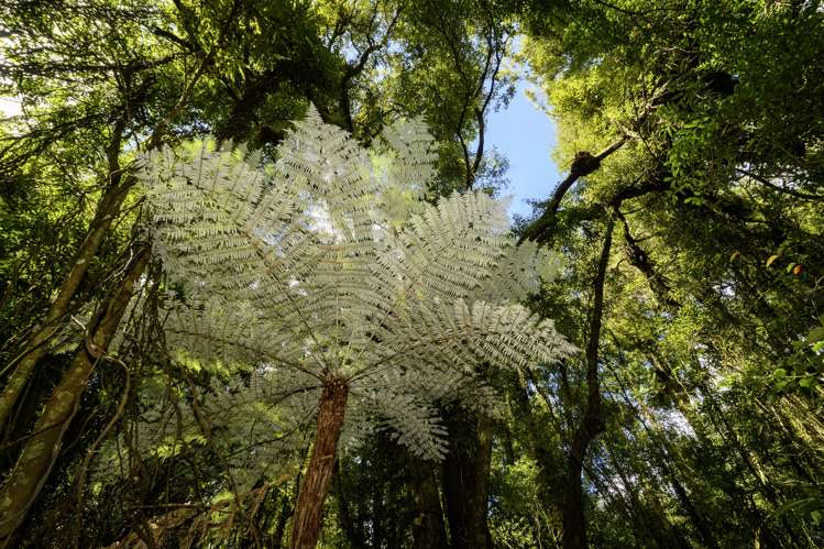 1669 Pyes Pa Road Oropi_22