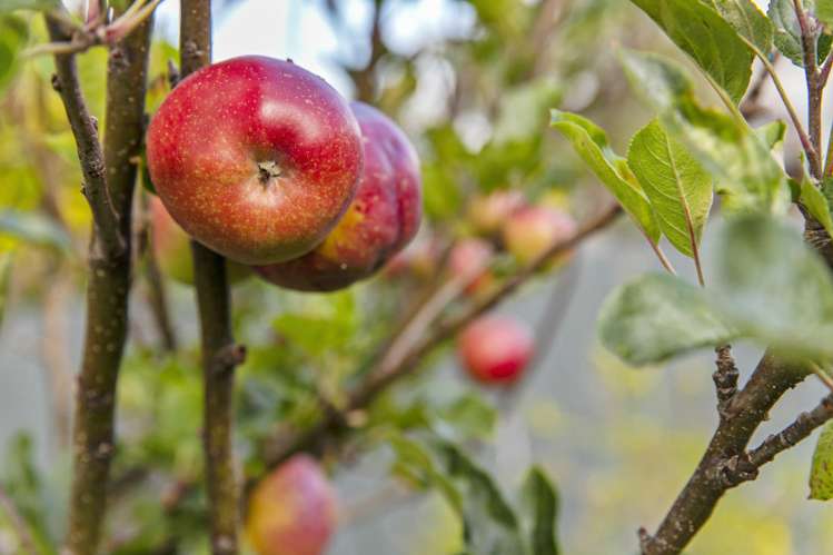 40 Waimahia Avenue Manurewa_15