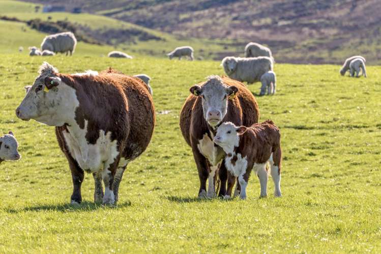 10 Riversleigh Road Glentunnel_21